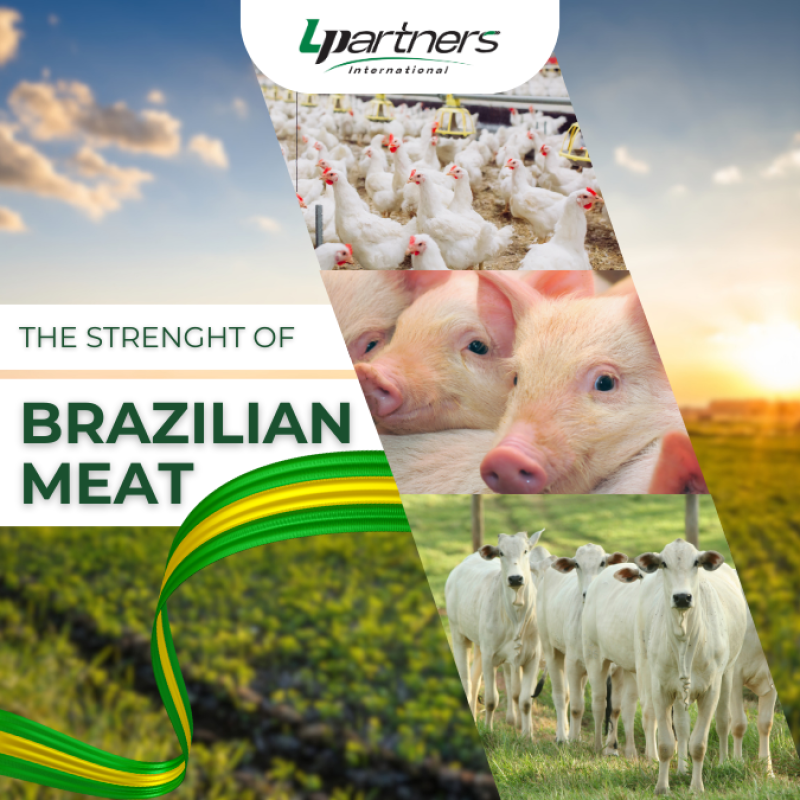 Brazilian Meat Exports Reach Record High in 2024! 